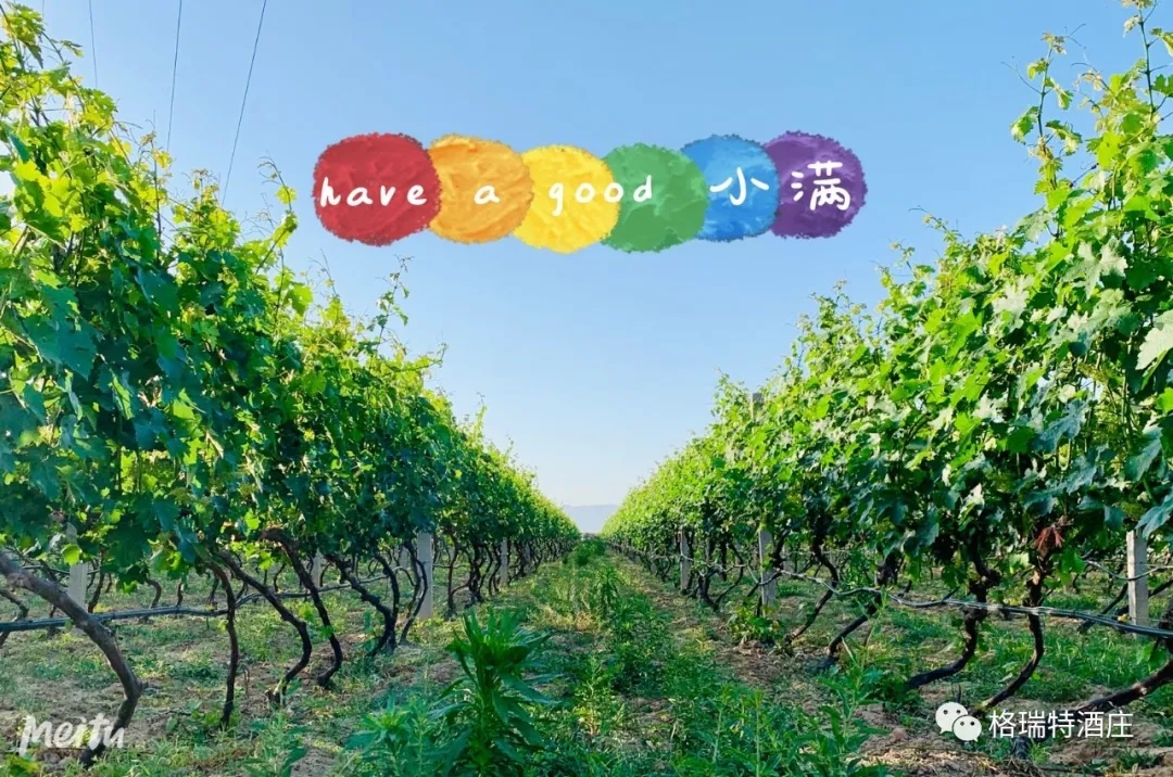 記錄小滿(mǎn)時(shí)節(jié)的酒莊、怎一美字了得！