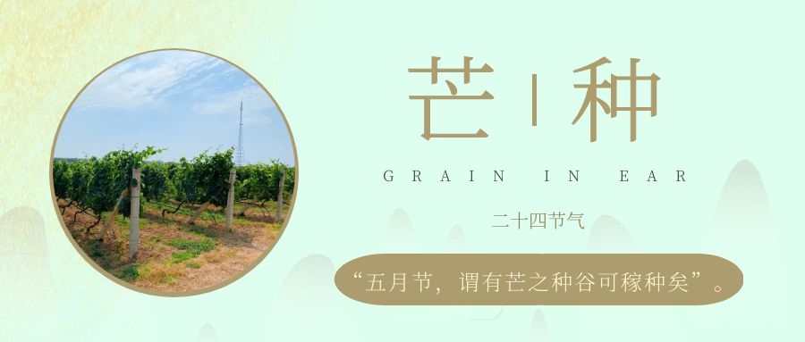 芒種 ▎風(fēng)吹葡園浪，蟬鳴夏始忙