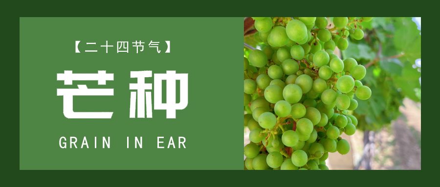 芒種 ▎忙終有獲，種得其所
