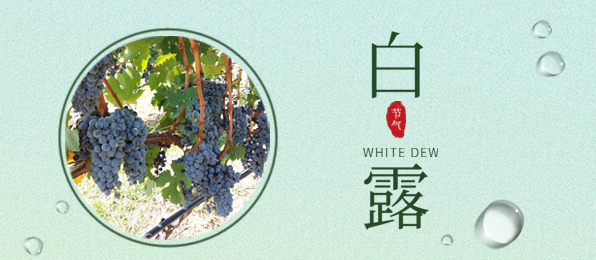 白露 ▎葡園循風(fēng)，奔赴一場秋色