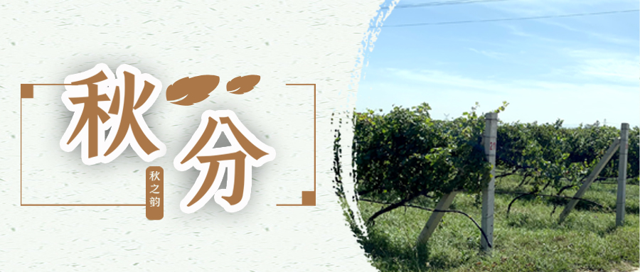 秋分 ▎秋分載萬(wàn)物，葡園話豐收
