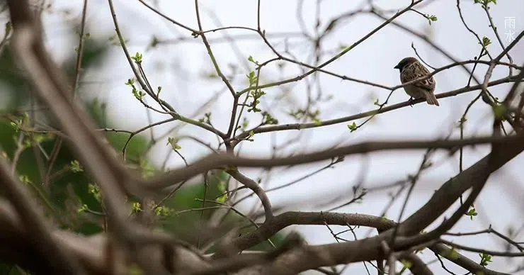 雨水||絲絲春雨潤(rùn)萬物，杯杯美酒暖人心