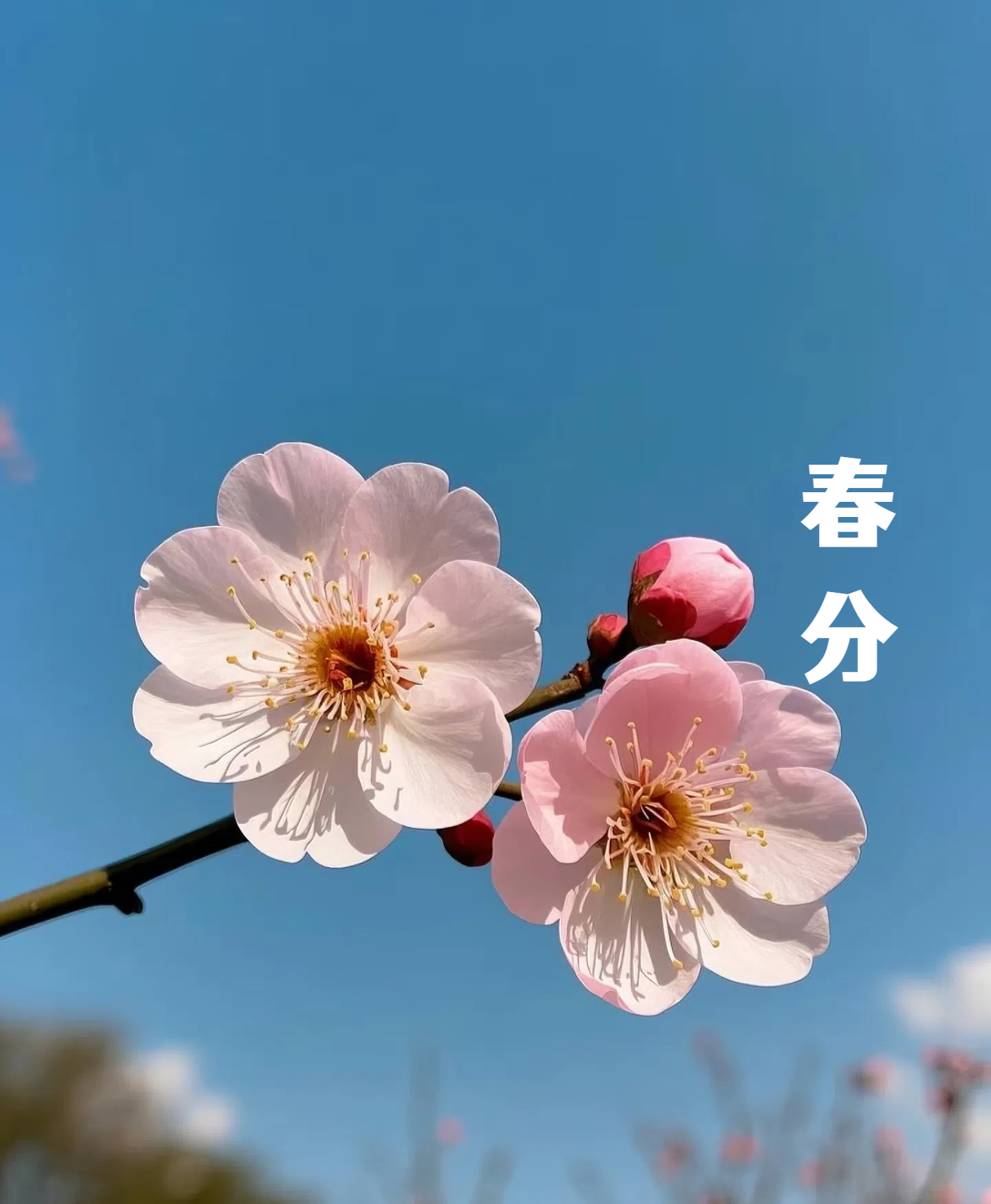 春分||花間一壺酒，莫負(fù)好時(shí)光